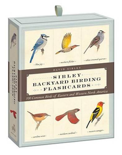 Sibley backyard birding - sibley,